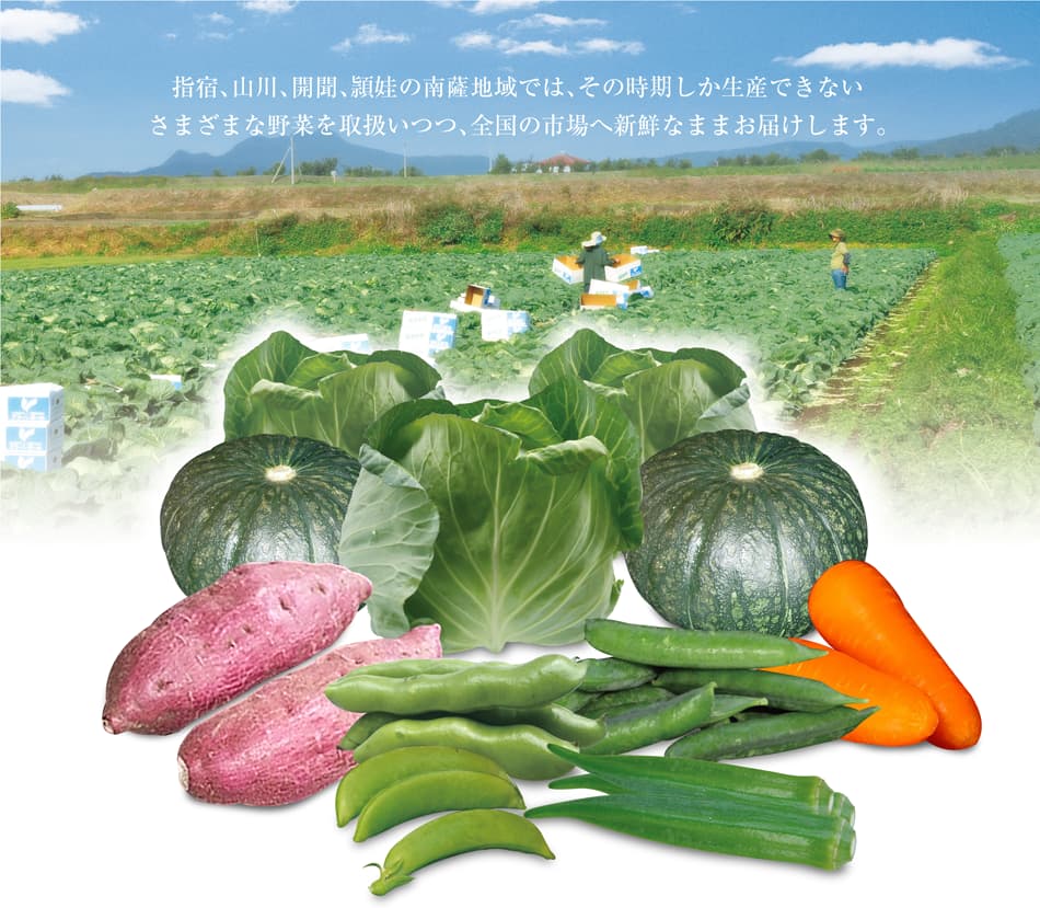 指宿、山川、開聞、頴娃の南薩地域では、その時期しか生産できないさまざまな野菜を取扱いつつ、全国の市場へ新鮮なままお届けします。