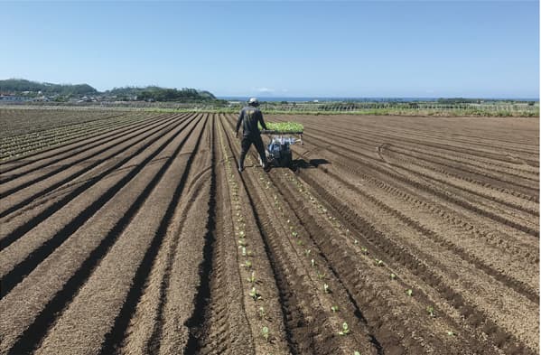 広大な畑に苗を植えている様子